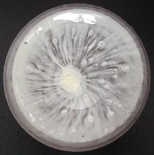 Steuben Cluthra not Monart Glass